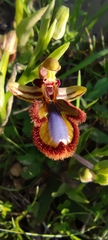 Ophrys speculum speculum