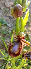 Ophrys speculum speculum