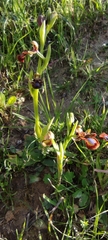 Ophrys speculum speculum