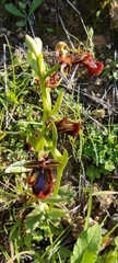 Ophrys speculum speculum