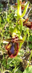 Ophrys speculum speculum