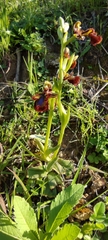 Ophrys speculum speculum