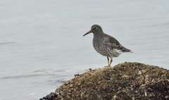 Calidris ptilocnemis