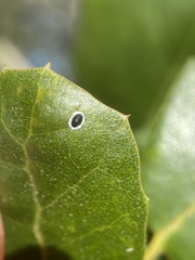 Tetraleurodes perileuca