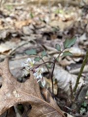 Cardamine flagellifera