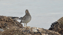 Calidris ptilocnemis