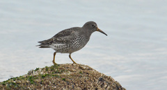 Calidris ptilocnemis