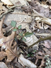 Cardamine flagellifera