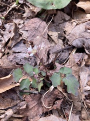Cardamine flagellifera