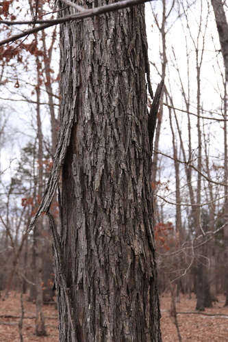 Image of Carya ovalis by (c) Jeff Clark, some rights reserved (CC BY)