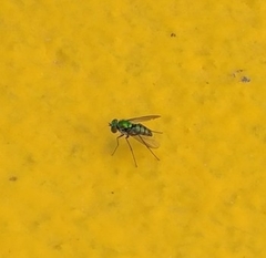Diptera