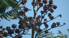 Dasineura rubiformis