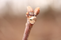 Neuroterus escharensis