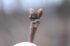 Neuroterus escharensis