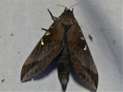 Oxycanus goldfinchi