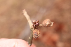Neuroterus vesicula