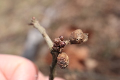 Neuroterus vesicula
