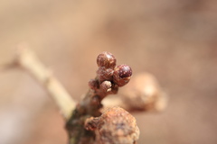 Neuroterus vesicula