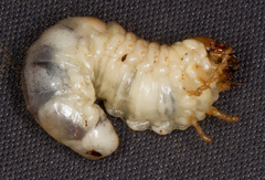 Dorcus parallelipipedus