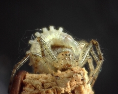 Araneus miniatus