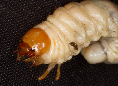 Dorcus parallelipipedus