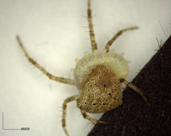 Araneus miniatus