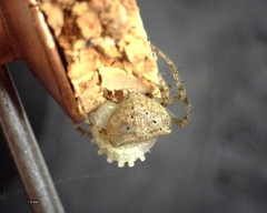 Araneus miniatus
