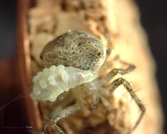 Araneus miniatus