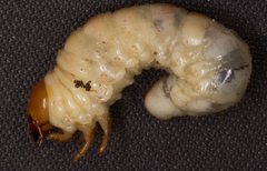 Dorcus parallelipipedus