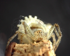 Araneus miniatus