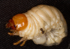 Dorcus parallelipipedus