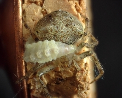 Araneus miniatus