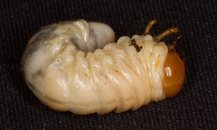 Dorcus parallelipipedus