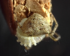 Araneus miniatus