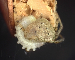 Araneus miniatus