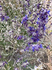 Salvia yangii