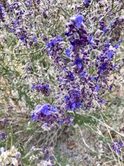 Salvia yangii