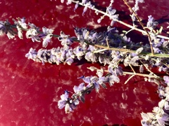 Salvia yangii