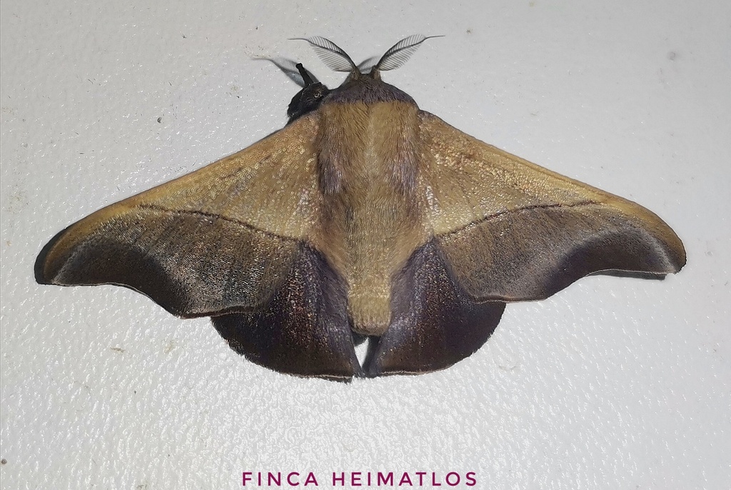 Alheita obscura