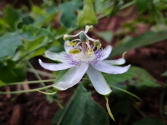 Passiflora tenuifila
