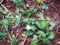 Passiflora tenuifila