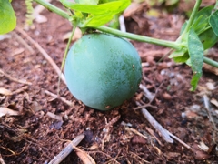 Passiflora tenuifila