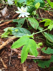 Passiflora tenuifila