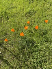 Eschscholzia californica