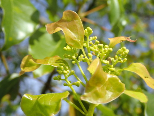 Camphora officinarum