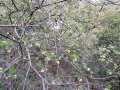 Staphylea pringlei