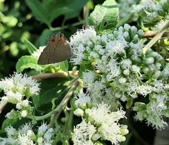 Calycopis caulonia