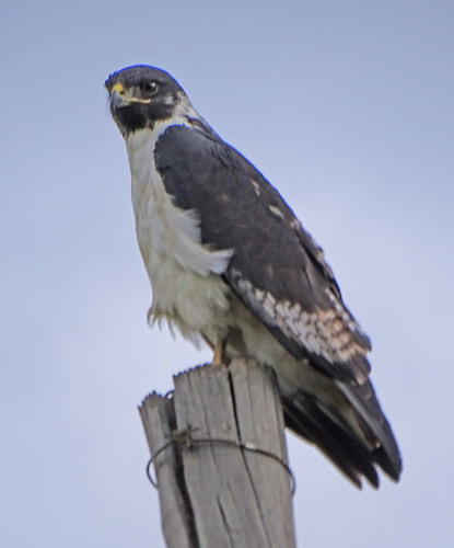 Augur Buzzard