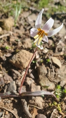 Erythronium albidum