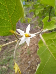 Solanum rudepannum